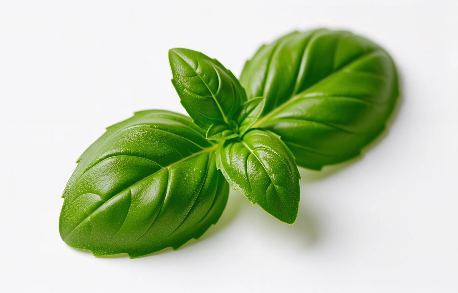Macrophotography of a fresh basil leaf representing biological precision